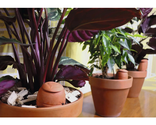 Plantes d''intérieur dans des pots en terre cuite avec aide à l''arrosage