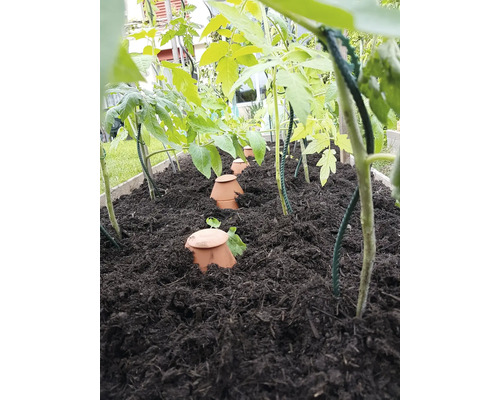 Jardinière surélevée avec plants de tomates et système d''irrigation