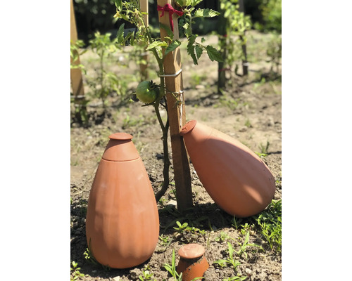 Système d''irrigation en terre cuite à côté d''un plant de tomate dans le jardin.