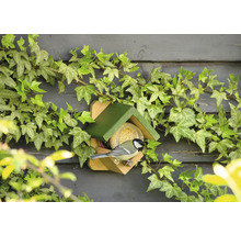 Maison pour oiseaux avec nourriture et une mésange charbonnière