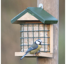 Blaumeise an einem Futterhaus für Vögel