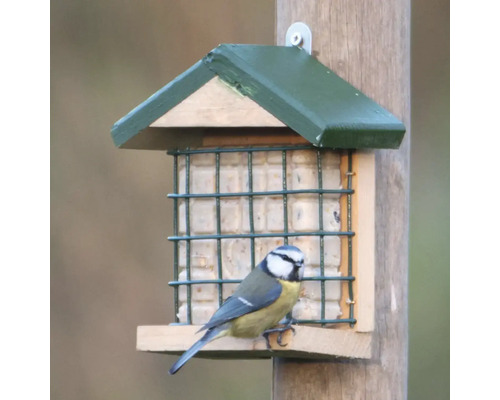 Blaumeise an einem Futterhaus für Vögel
