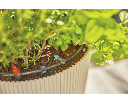 Système d''irrigation dans un pot de fleurs avec des herbes aromatiques