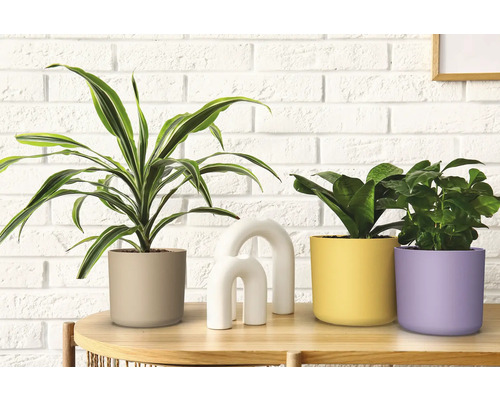 Plantes d''intérieur décoratives dans des pots de fleurs sur une table devant un mur.