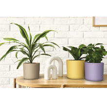 Plantes d''intérieur décoratives en pots sur une table devant un mur de briques.
