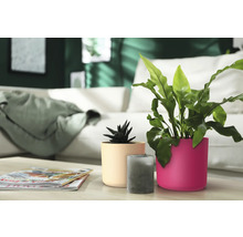 Scène avec plantes d''intérieur en pot et une bougie sur une table