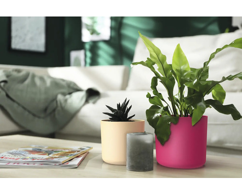 saatgut thymian Saatgut fr Thymian  Thyme de Provence  ROSA ECK