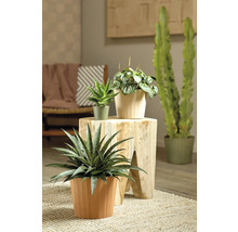 Plantes d''intérieur décoratives en pot sur une table d''appoint et un tapis.