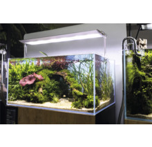 Aquarium mit Wasserpflanzen und Beleuchtung
