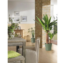 Salon avec table à manger, chaise, plantes d''intérieur et éléments décoratifs pour une ambiance chaleureuse.