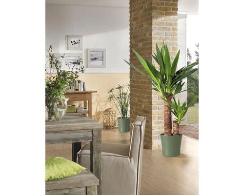Salon avec table en bois, chaise et plantes en pot pour une ambiance agréable.