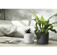 Deux plantes d''intérieur dans des pots blancs et anthracite sur une table