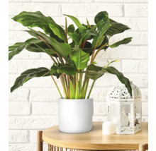Plante en pot sur une table avec une lanterne