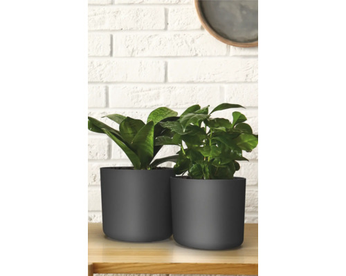 Deux plantes d''intérieur en pots sur une table