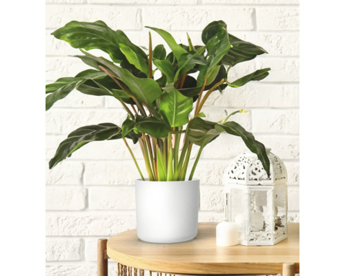 Plante avec des feuilles vertes dans un pot blanc sur une table en bois