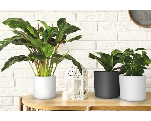 Plantes d''intérieur en pot sur une table