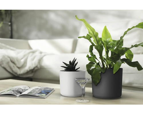 Deux plantes d''intérieur dans des pots de fleurs ronds sur une table