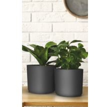Deux plantes d''intérieur dans des pots sur une table