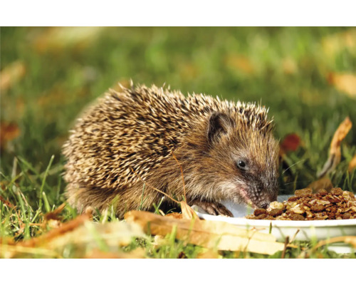 Hérisson mange de la nourriture dans une gamelle dans le jardin