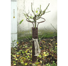 Eingepflanzte Rose mit Winterschutzmanschette und Anbindebogen