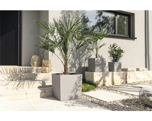 Extérieur avec palmiers en pots et lanternes décoratives devant une maison