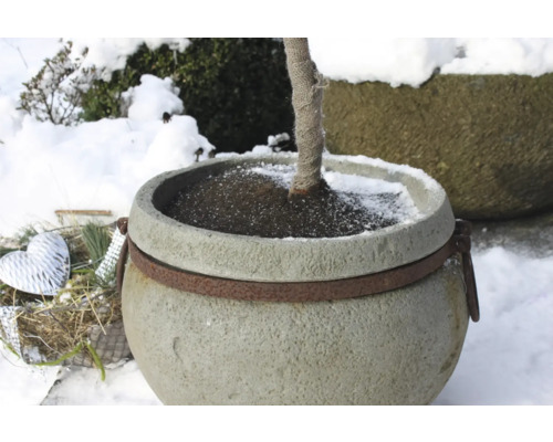 Grand pot de fleurs avec arbre dans le jardin d''hiver