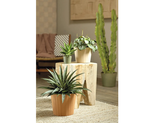 Plantes d''intérieur décoratives en pots sur un tabouret en bois et un tapis