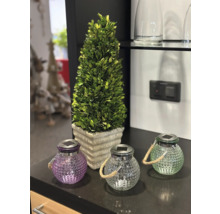 Dekorative Szene mit Zierbaum im Topf und Solarleuchten mit Seilgriffen