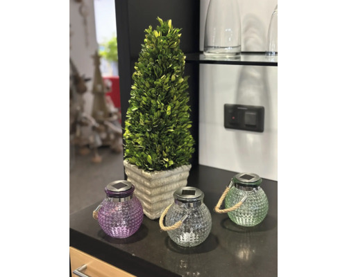 Dekorative Szene mit Zierbaum im Topf und Solarleuchten mit Seilgriffen