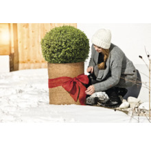 Femme décorant une plante en pot en hiver avec un ruban rouge