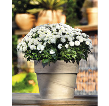 Chrysanthème en pot pour l''extérieur