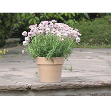 Buisson de marguerites en pot de terre cuite pour l''extérieur