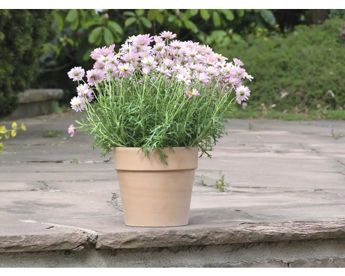 Buisson de marguerites en pot de terre cuite pour l''extérieur