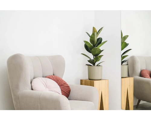 Fauteuil avec coussins et plante caoutchouc en pot sur un tabouret en bois