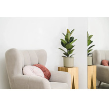 Fauteuil avec coussins et caoutchouc en pot sur tabouret en bois