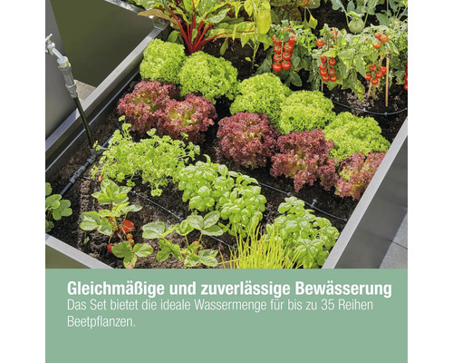 Jardinière surélevée avec laitue, tomates, fraises et système d''irrigation