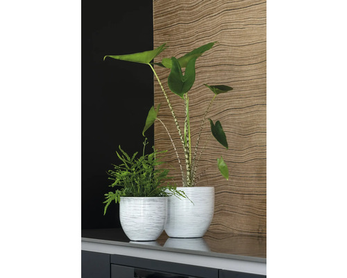 Deux plantes dans des pots sur une surface.