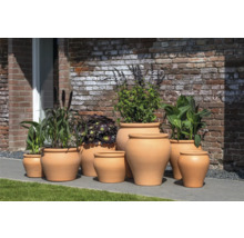 Groupe de pots de fleurs en terre cuite avec différentes plantes devant un mur en briques