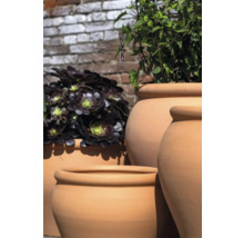 Divers pots de fleurs en terre cuite avec des plantes devant un mur de briques