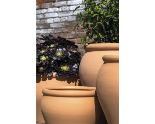 Divers pots de fleurs en terre cuite avec des plantes devant un mur de briques