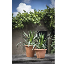 Deux yuccas dans des pots en terre cuite sur une table en bois avec un mur de maison en arrière-plan.