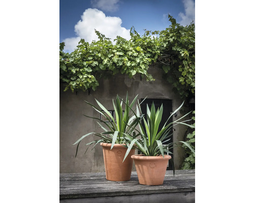 Deux plantes en pot dans des pots en terre cuite sur une table en bois devant un bâtiment avec des vignes.