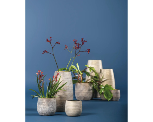 Diverses plantes et fleurs dans des pots et des vases.