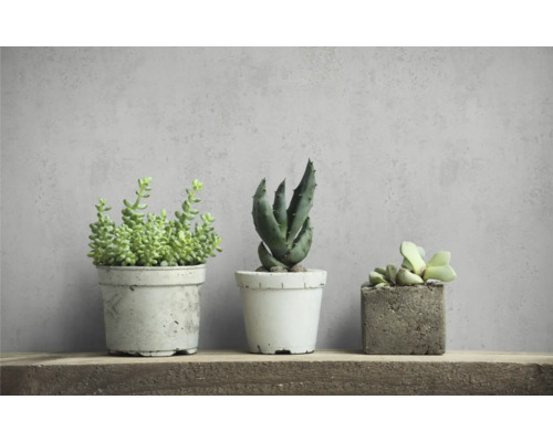 Drei Sukkulenten in Töpfen auf einem Holzregal