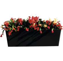 Blumenkasten mit Weihnachtskaktus in Blüte