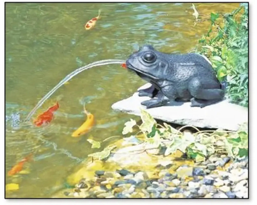 Frosch-Gartenbrunnen im Teich mit Koi-Fischen