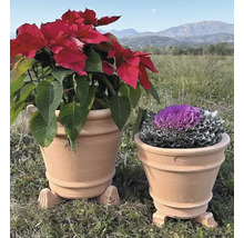 Zwei Terrakotta Blumentöpfe mit Pflanzen im Garten.