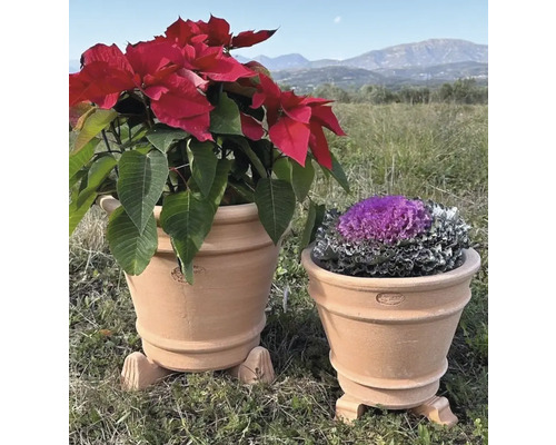 Zwei Terrakotta Blumentöpfe mit Pflanzen im Garten.