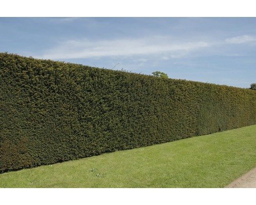 Haie haute et dense dans le jardin comme écran d''intimité
