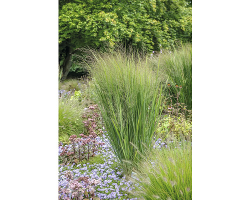 Rutenhirse XXL FloraSelf Panicum virgatum 'Northwind' Co 18 L